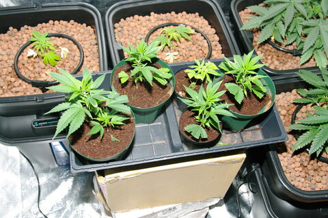 違法栽培された大麻
