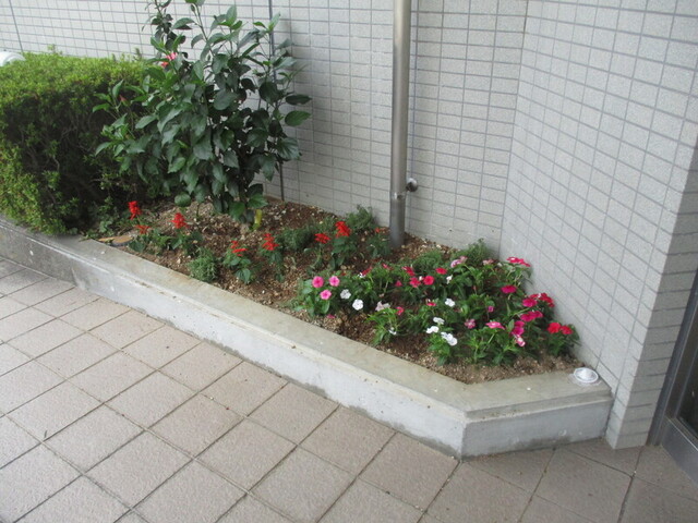 花壇の様子